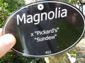 vignette Magnolia 'Sundew'