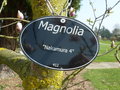 vignette Magnolia 'Nakamura 4'