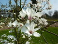 vignette Magnolia cylindrica 'C W Chine'
