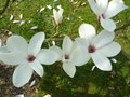 vignette Magnolia cylindrica 'C W Chine'