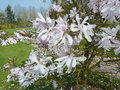 vignette Magnolia kobus var stellata 'Dawn'