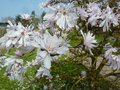 vignette Magnolia kobus var stellata 'Dawn'