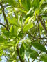 vignette Magnolia virginiana var australis 'Mississipi Strain'