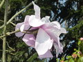 vignette Magnolia campbellii 'Charles Raffill'