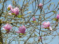 vignette Magnolia soulangeana 'Eleonore May'