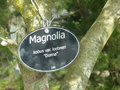 vignette Magnolia kobus var loebneri 'Donna'