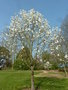 vignette Magnolia 'Wada's arborea form'