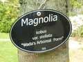 vignette Magnolia 'Wada's arborea form'