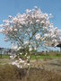 vignette Magnolia stellata 'Rosea King'
