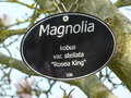 vignette Magnolia stellata 'Rosea King'