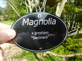 vignette Magnolia x 'Sayonara'