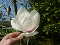 vignette Magnolia x 'Sayonara'