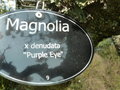 vignette Magnolia denudata 'Purple Eye'
