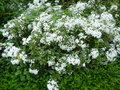 vignette Olearia cheesemanii