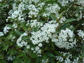 vignette Olearia cheesemanii