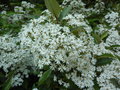 vignette Olearia cheesemanii