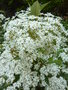 vignette Olearia cheesemanii