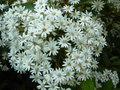 vignette Olearia cheesemanii