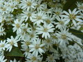 vignette Olearia cheesemanii