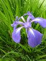 vignette Iris louisiana