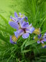 vignette Iris versicolor