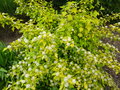 vignette Physocarpus opulifolius 'Dart's Gold' - Physocarpe dor