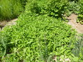 vignette Helianthus tuberosus - Topinambour