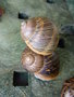 vignette Helix aspersa - Escargot Petit Gris