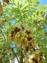 vignette Fraxinus excelsior 'Jaspidea' - Frêne