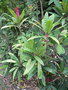 vignette Bocquillonia castaneifolia