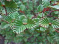 vignette Nothofagus gunnii