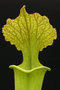 vignette Sarracenia x moorei (S. leucophylla x flava)