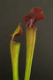 vignette Sarracenia alata 'red throat'