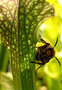 vignette frelon (vespa carbo) sur Sarracenia x aerolata