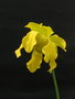 vignette Sarracenia flava var. ornata 'heavy veined'