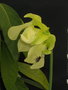 vignette Sarracenia alata en fleur