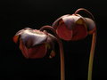 vignette Sarracenia purpurea ssp purpurea en fleur
