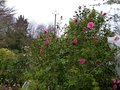 vignette Camellia williamsii Brigadoon dans la grisaille au 09 02 13