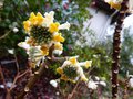 vignette Edgeworthia Chrysantha au 09 02 13