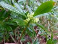 vignette Daphne Laureola philippii au 09 02 13