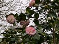 vignette Camellia japonica Margareth Davies picottee au 09 02 13