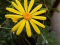 vignette Euryops pectinatus toujours fleuri en serre au 09 02 13