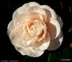 vignette ' AVE MARIA ' camellia japonica