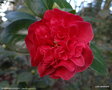vignette ' ELIZABETH HAWKINS ' camellia japonica