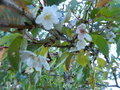 vignette Prunus subhirtelle 'Autumnalis'