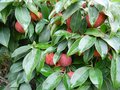 vignette Cornus capitata (fruits)