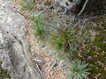 vignette Stylidium graminifolium