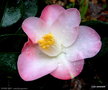 vignette ' SUNNY SIDE ' camellia japonica