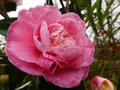 vignette Camellia japonica Margareth davies picott gros plan d'une fleur bizarre au 14 02 13