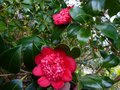 vignette Camellia japonica Bob's tinsie au 14 02 13